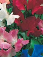 Sweet Peas Royal Family Mixed - Ontario Seed Company