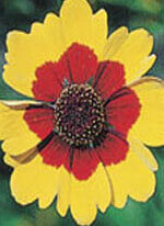 Wildflower Plains Coreopsis - Ontario Seed Company