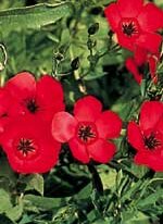 Wildflower Scarlet Flax - Ontario Seed Company