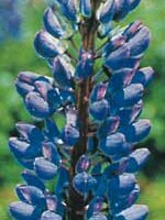 Wild Lupin - Ontario Seed Company