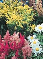 wildflower seed mix ontario Perennial Garden Wildflower Seed Mixture