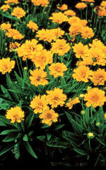 Coreopsis Early Sunrise - Ontario Seed Company