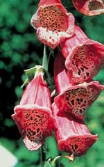Foxglove Excelsior Hybrids - Ontario Seed Company