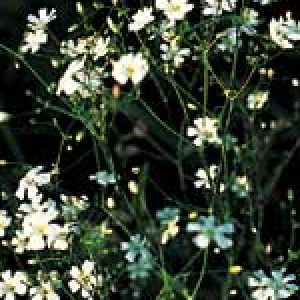 Gypsophila Baby's Breath - Ontario Seed Company
