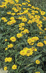 Helianthus Ox Eye Sunflower - Ontario Seed Company