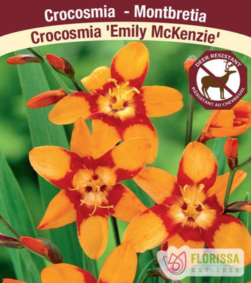Crocosmia - Emily McKenzie, 1 Pack