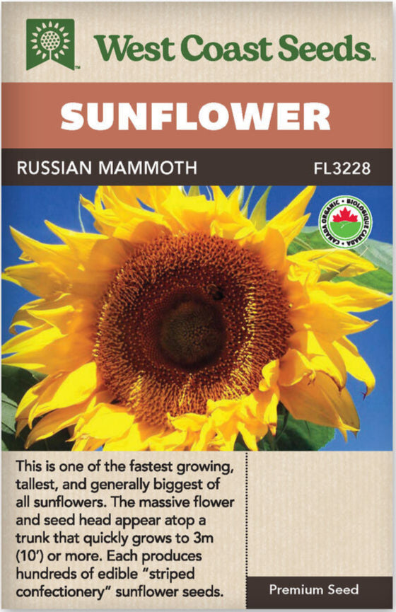 Sunflower Russian Mammoth- West Coast Seeds