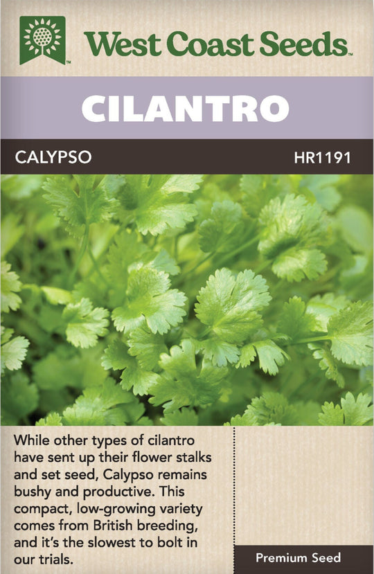 Cilantro Calypso - West Coast Seeds