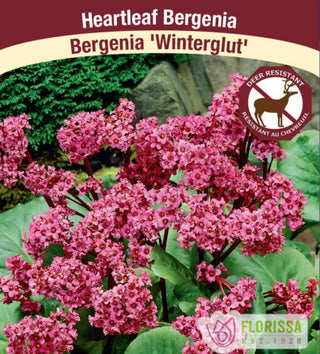 Bergenia - Winterglut, 1 Pack