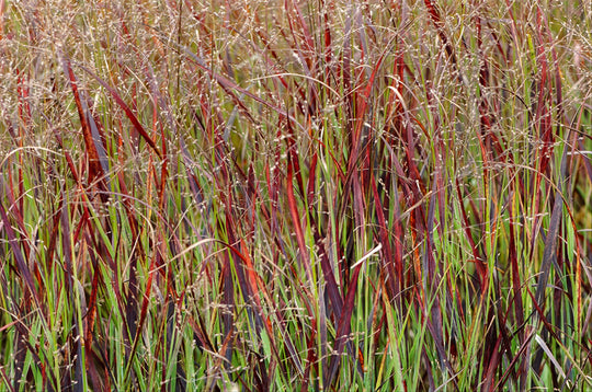 Switch Grass - Blood Brothers, 1 Pack