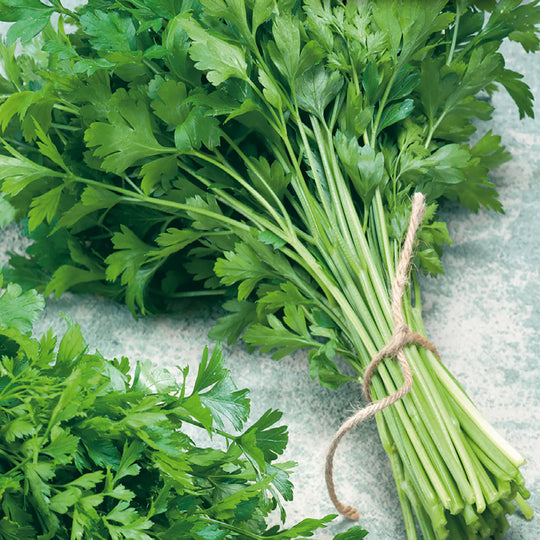 Parsley Italian Dark Green Organic - McKenzie Seeds