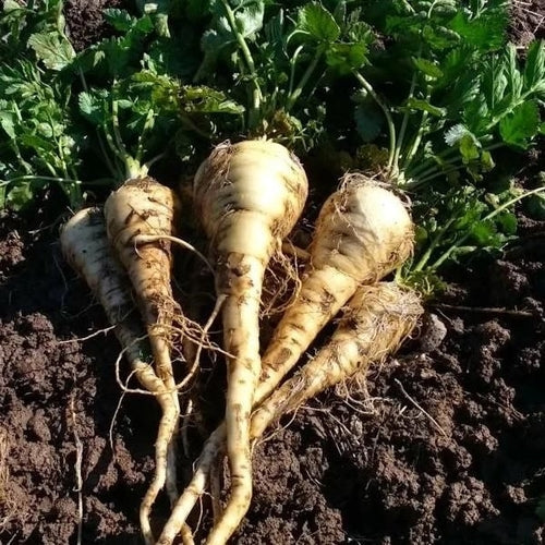 Parsnip Harris Model - Saanich Organics