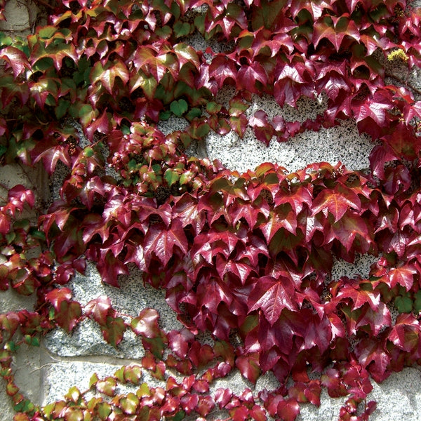 Parthenocissus Engelmanii (Engelmann Ivy)