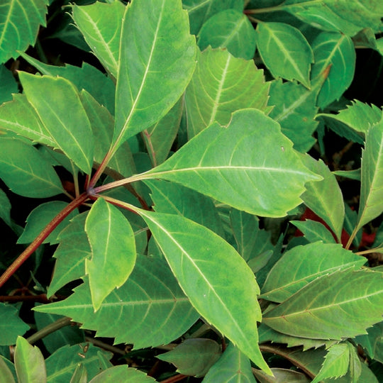 Parthenocissus Henryana