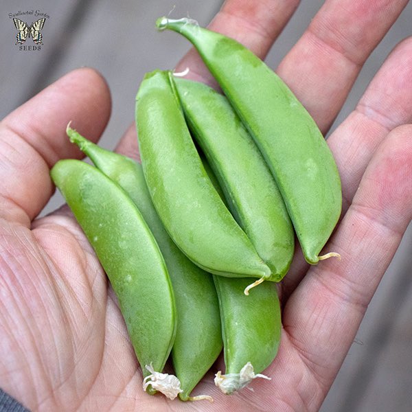 Peas Little Crunch Snap - Pacific Northwest Seeds