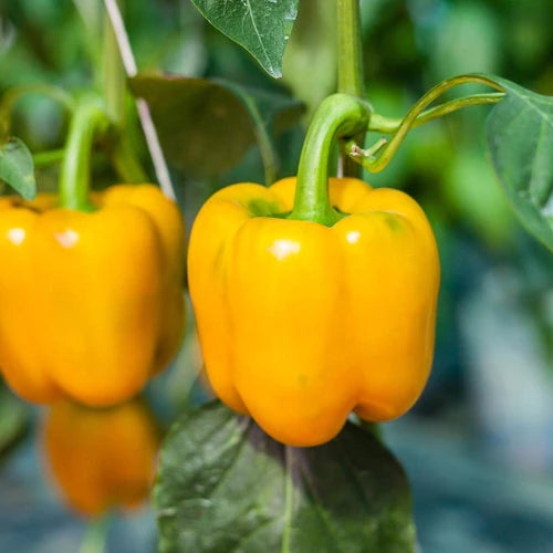 Pepper Golden Calwonder - Pacific Northwest Seeds