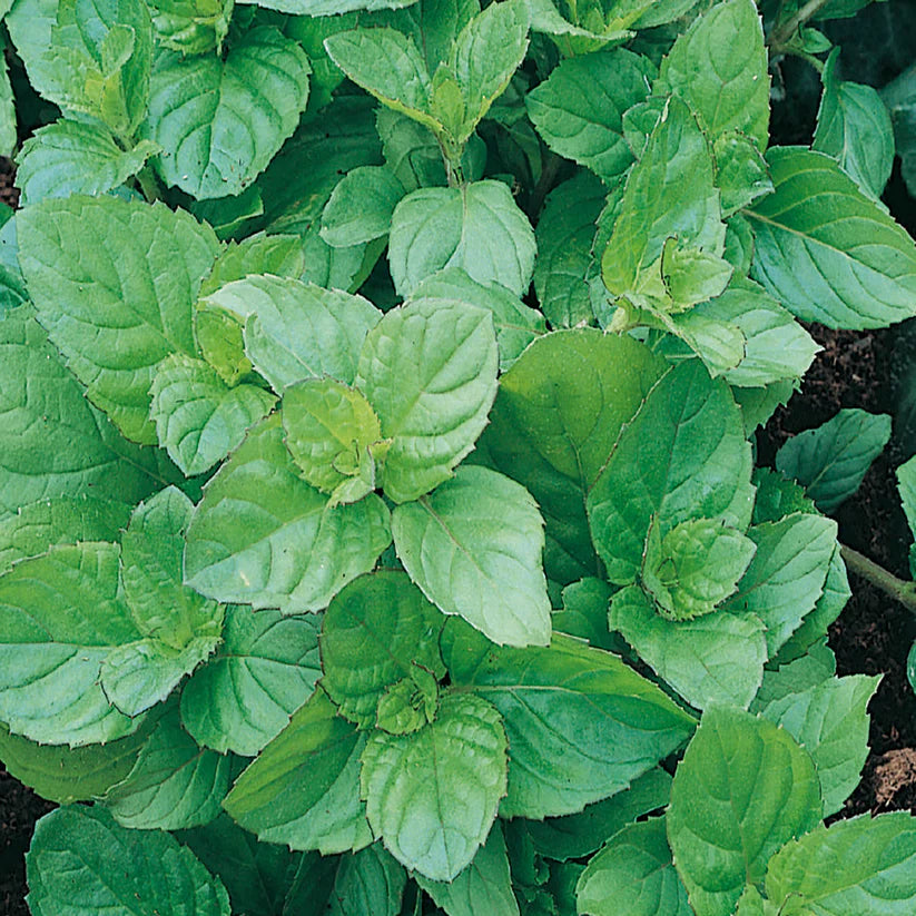 McKenzie Seeds Peppermint