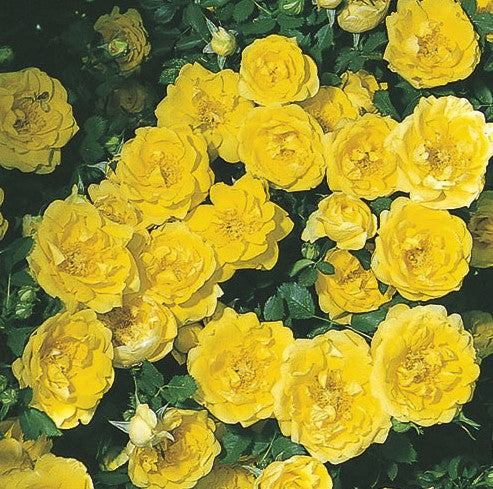 Persian Yellow - Weeks Rose – Wildwood Outdoor Living
