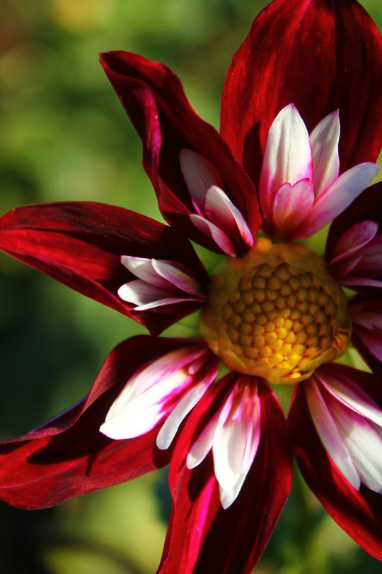 Dahlia - Collarette Mix, Bonus 4 Pack