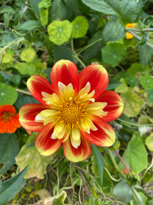 Dahlia - Collarette Mix, Bonus 4 Pack