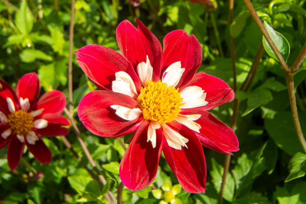 Dahlia - Collarette Mix, Bonus 4 Pack