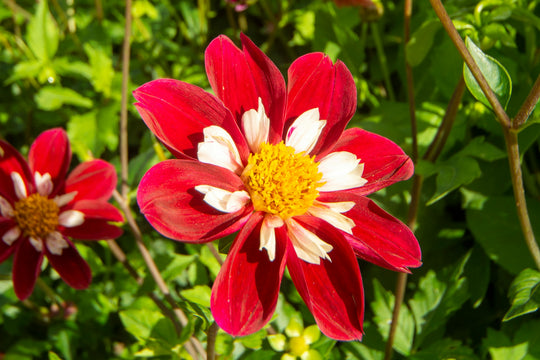 Dahlia - Collarette Mix, Bonus 4 Pack