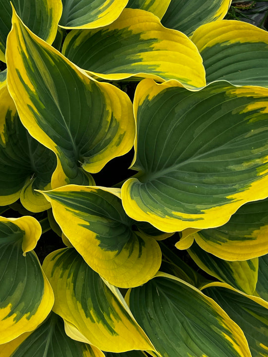 Hosta - Lucky Mouse, 1 Pack