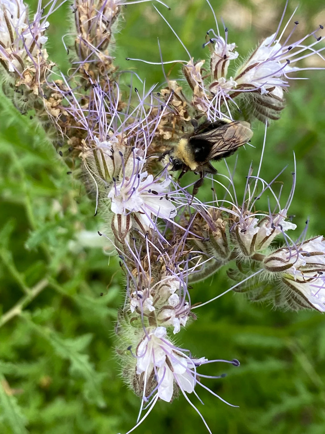 Phacelia tanecetifolia - Salt Spring Seeds