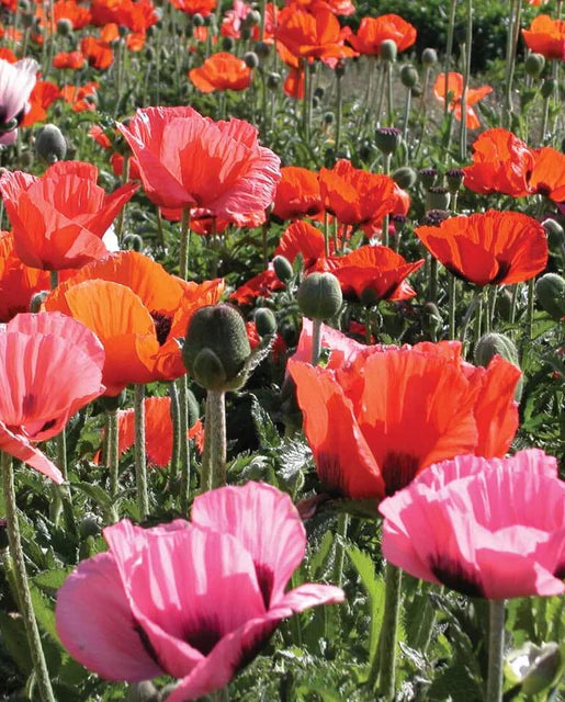 Poppy Pizzicato Mix - West Coast Seeds