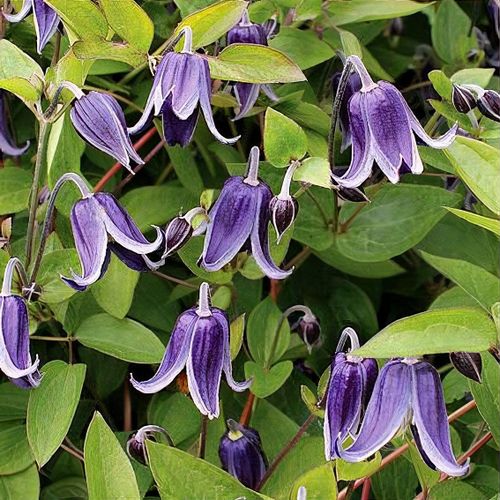 Clematis Integrifolia Fascination