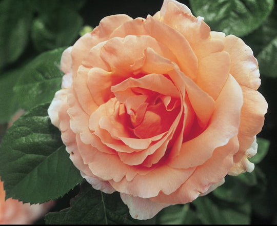 Polka - Star Roses and Plants