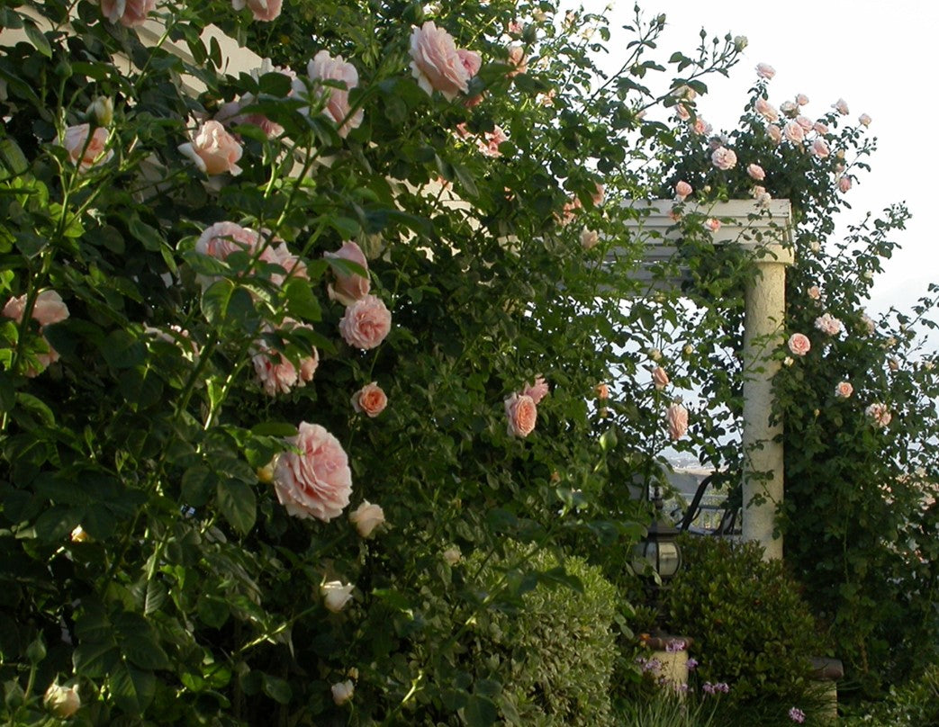 Polka - Star Roses and Plants