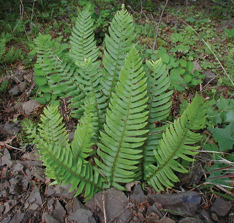 Western Sword Fern - Polystichum munitum, 1 Pack
