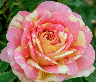 Pop Art - Weeks Rose