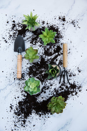 plants and potting tools on a table