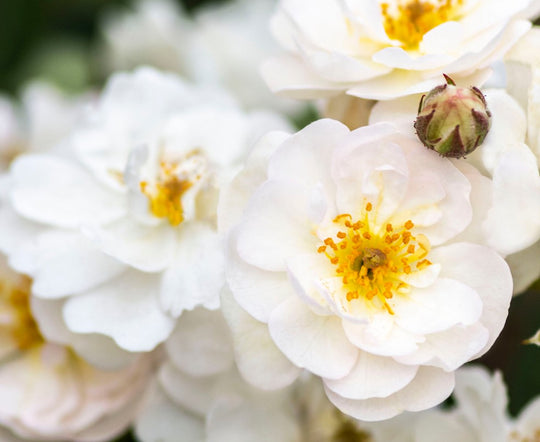 Pretty Polly White - Star Roses and Plants