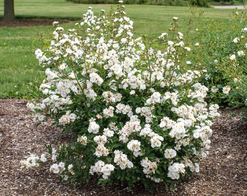 Pretty Polly White - Star Roses and Plants