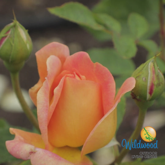 Lady of Shalott - David Austin Rose