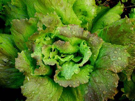 Lettuce Prizehead - Pacific Northwest Seeds