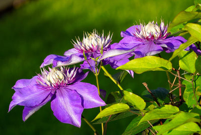 Save 25% on ALL Clematis and Other Vines!