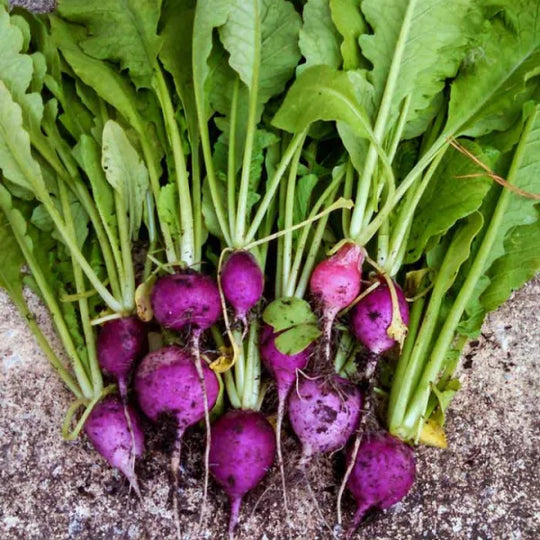 Radish Purple Plum - Saanich Organics