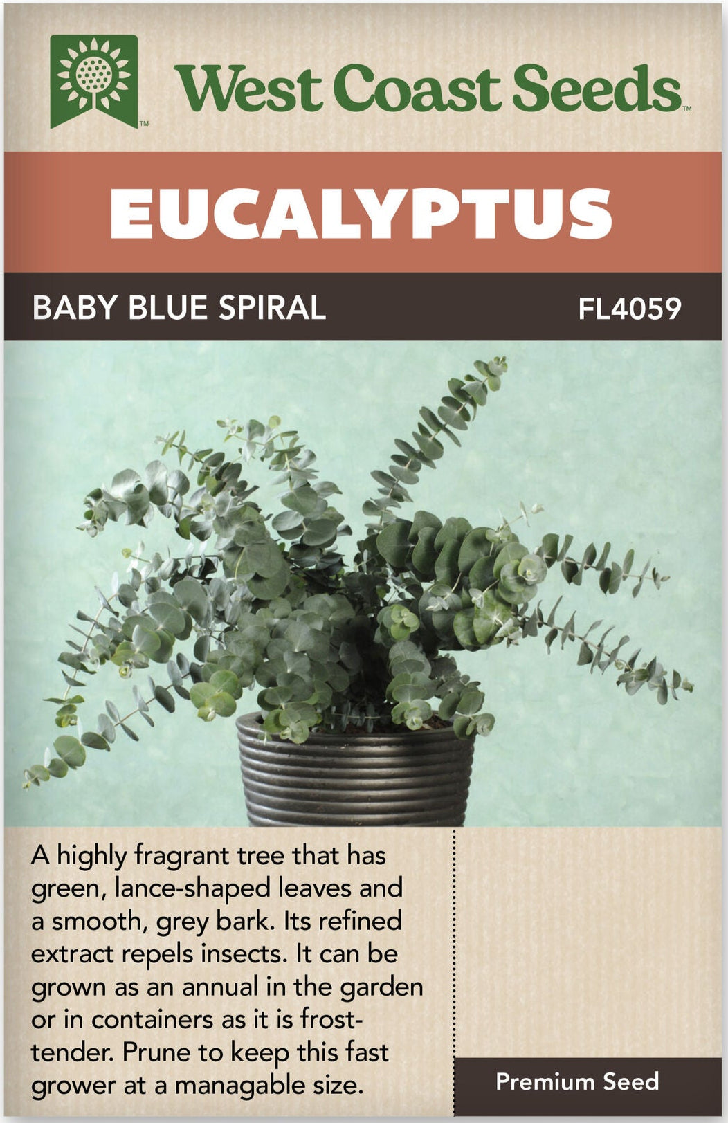 Eucalyptus Baby Blue Spiral - West Coast Seeds