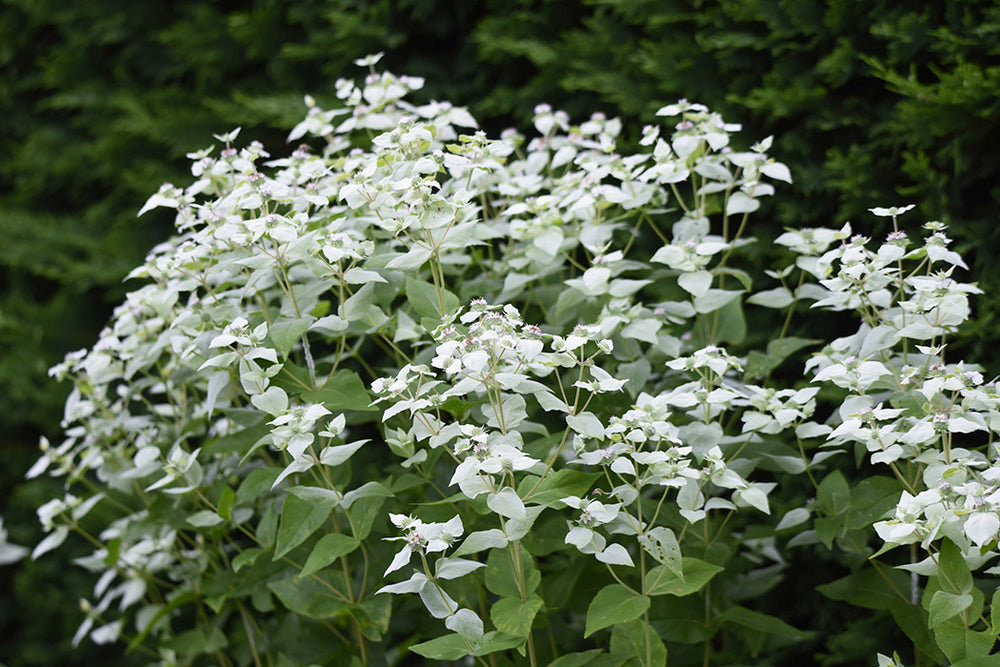 Pycnanthemum muticum, 1 Pack