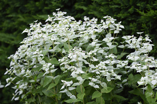 Pycnanthemum muticum, 1 Pack