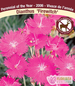 Dianthus - Firewitch, 1 Pack