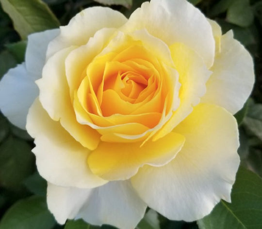 Quest for Zest - Weeks Rose