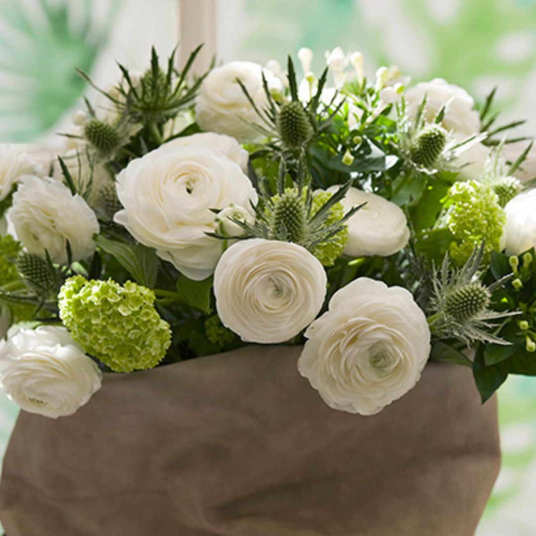 Ranunculus - Amandine White, 5 Pack