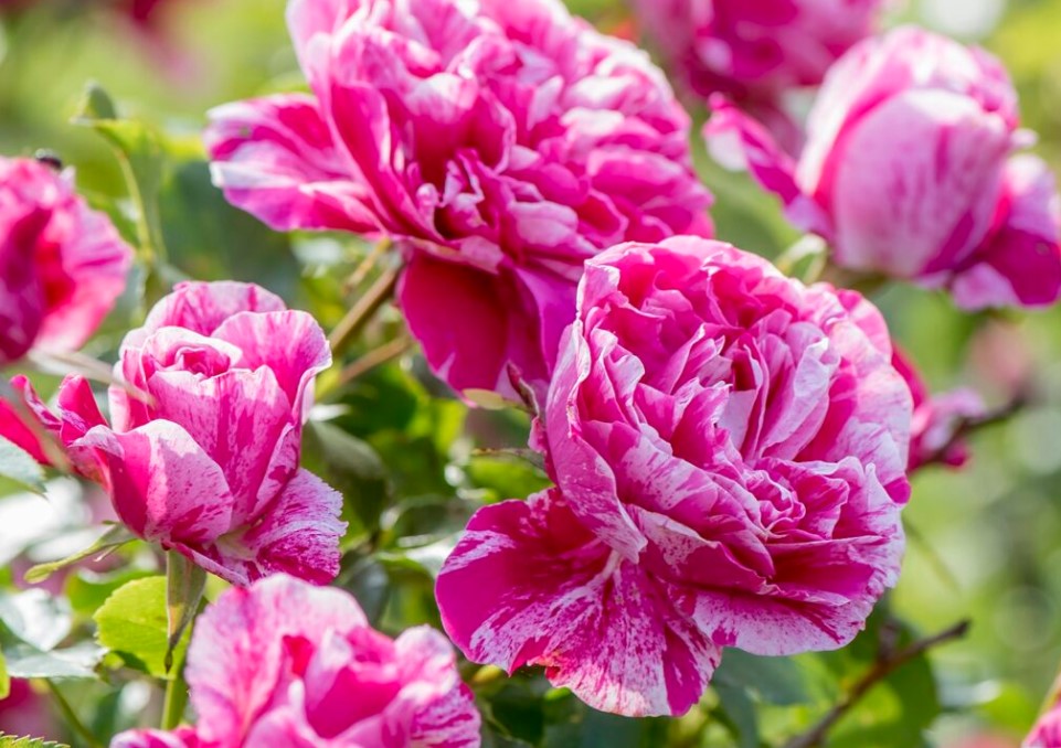 Raspberry Cream Twirl - Star Roses and Plants – Wildwood Outdoor Living