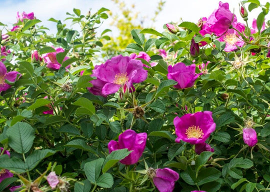 Raspberry Rugostar - Star Roses and Plants