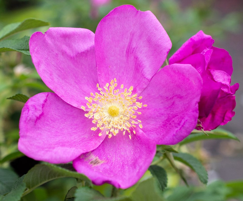 Raspberry Rugostar - Star Roses and Plants